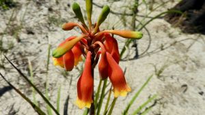 Australian flora past present and future - South Australia Travel